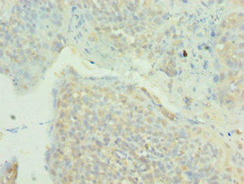 MAPK4 Antibody