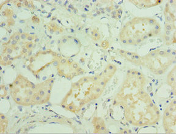 MAPK4 Antibody