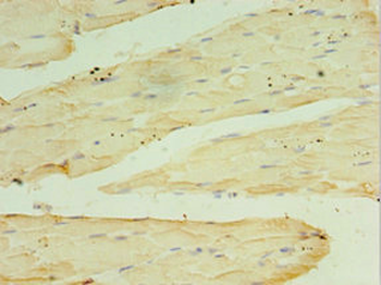 RPH3AL Antibody