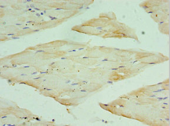 RPA4 Antibody