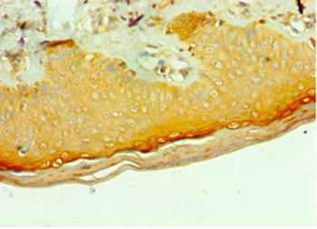 MLANA Antibody
