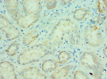 MLANA Antibody