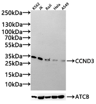 CCND3 Antibody