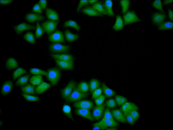 CCND3 Antibody