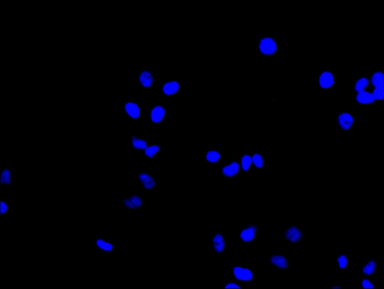 CCND3 Antibody