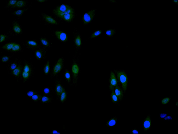 CCND3 Antibody