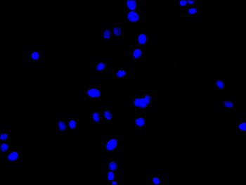 CCND3 Antibody