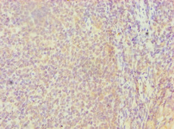FGFBP1 Antibody
