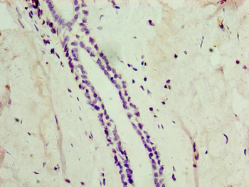 ATG4C Antibody