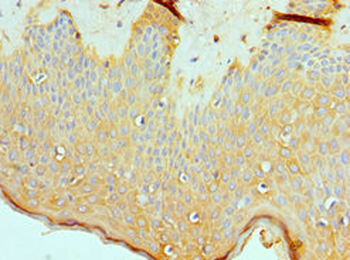ASMTL Antibody