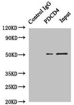 PDCD4 Antibody