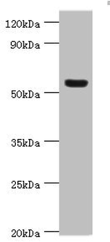 VTN Antibody