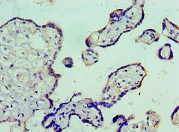 VTN Antibody