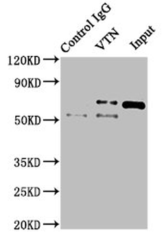 VTN Antibody