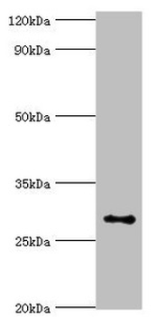 ALKBH2 Antibody