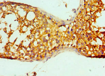 PRND Antibody