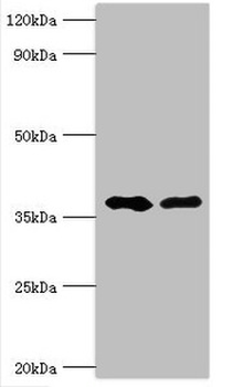 AUH Antibody