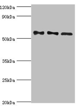 PPP3CC Antibody