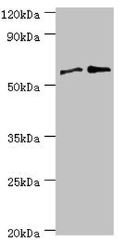PPP3CC Antibody