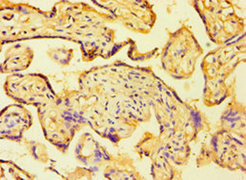 HAUS4 Antibody