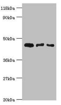 CALR3 Antibody