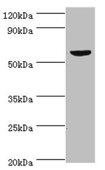 KMO Antibody