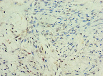 KMO Antibody