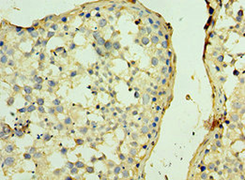 SPAG5 Antibody