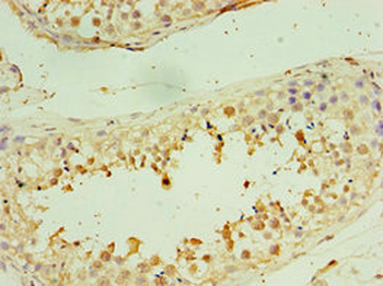 STX3 Antibody
