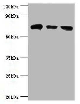 HSPA2 Antibody