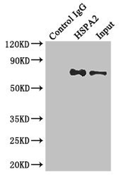 HSPA2 Antibody