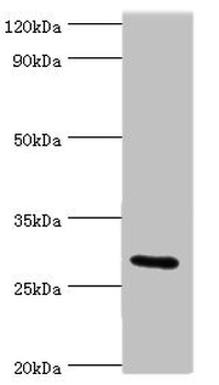 COLEC11 Antibody