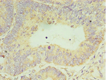CLK2 Antibody