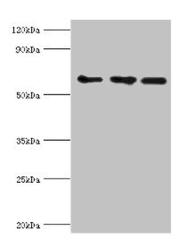 ABCE1 Antibody