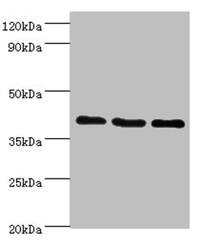 GPRC5A Antibody