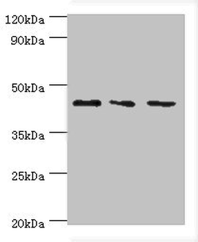 CHI3L2 Antibody