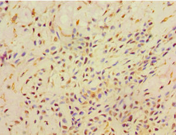 AHCYL1 Antibody
