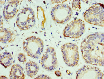 PHB2 Antibody