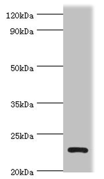 APOBEC3C Antibody
