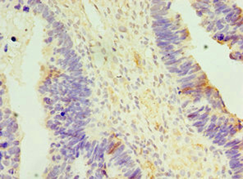 APOBEC3C Antibody
