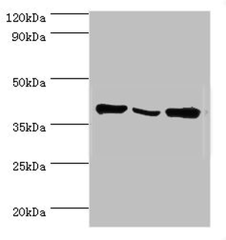 EIF3H Antibody