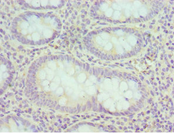 EIF3H Antibody