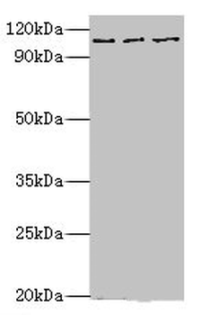 MERTK Antibody