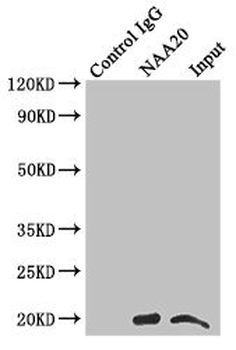 NAA20 Antibody