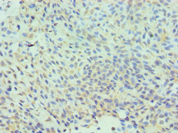 CLIC1 Antibody