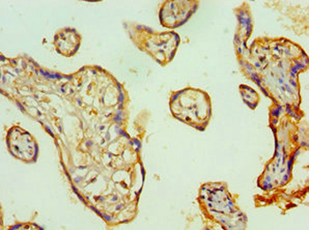 TFPI2 Antibody