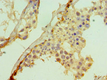 SUFU Antibody