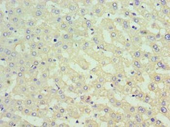 SUFU Antibody