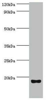 UTS2 Antibody