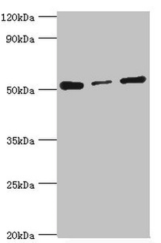 PDCD4 Antibody
